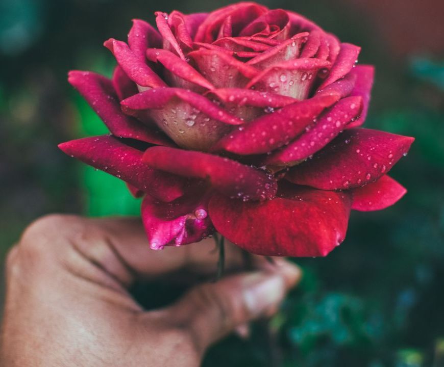 Poesia | A rosa deixou de ser flor