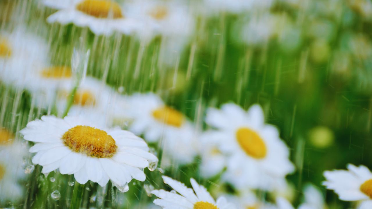 Poesia | Chuvas de primavera falando de amor