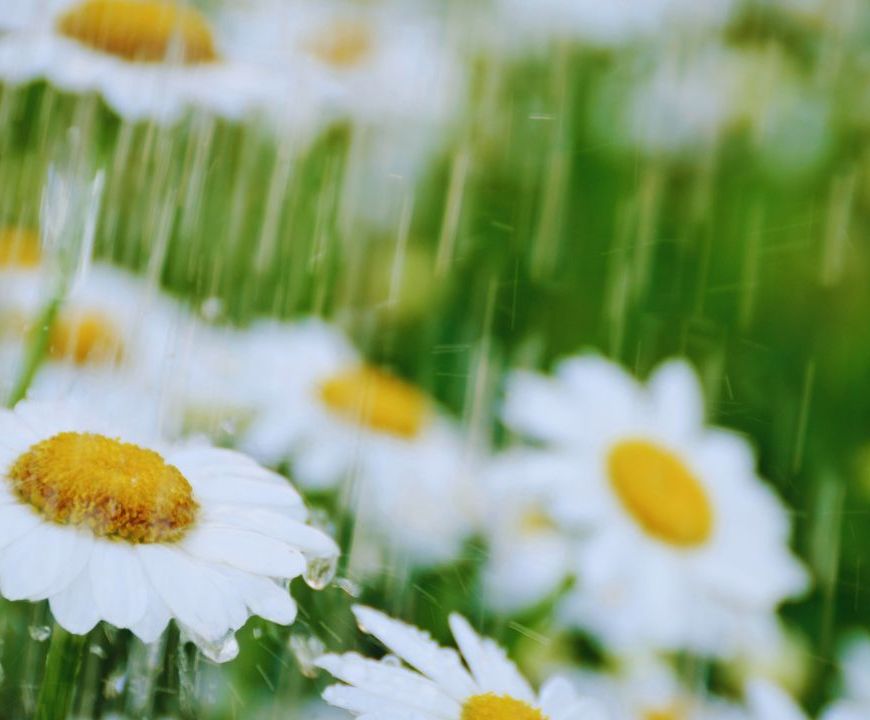 Poesia | Chuvas de primavera falando de amor