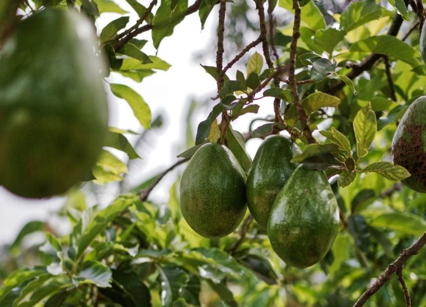 Crônica | Lições do asfalto
