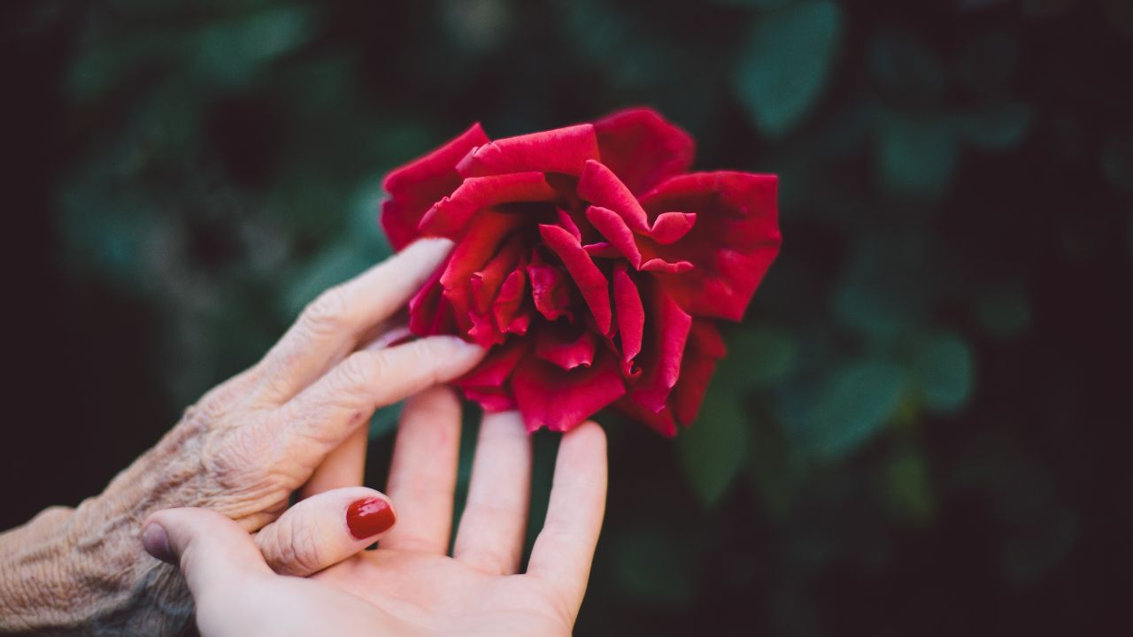 Poesia | Prefiro as rosas