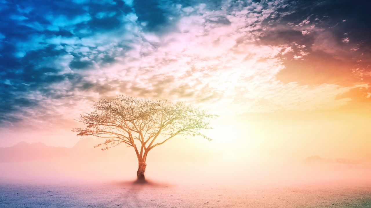 Ensaio Poético | Árvore da vida