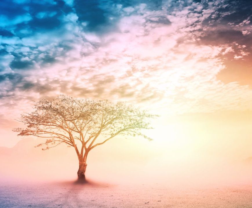 Ensaio Poético | Árvore da vida