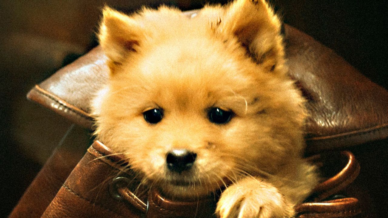 Confira o trailer de Hachiko: Para Sempre