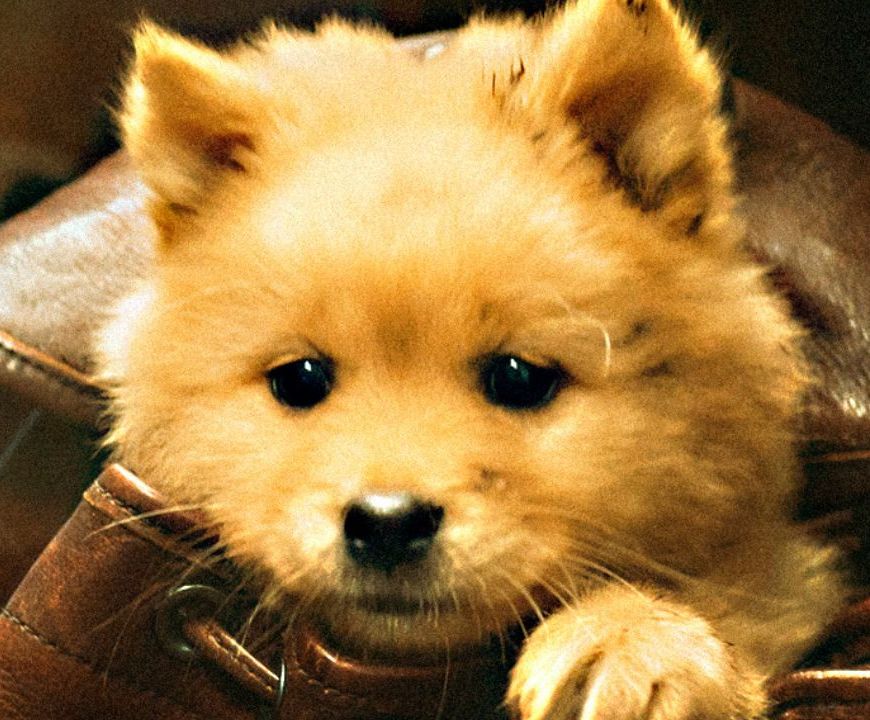 Confira o trailer de Hachiko: Para Sempre