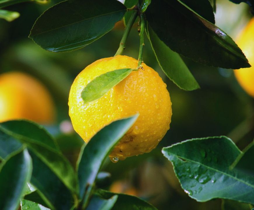 Para celebrar o amor, a Warner Bros. Pictures traz de volta aos cinemas três grandes sucessos românticos para sessões especiais no dia 12 de junho, o Dia dos Namorados. A pré-venda começa hoje, 29 de maio, e o público já pode garantir os ingressos para reviver, ou descobrir, as emoções de Diário de uma Paixão, Nasce Uma Estrela e Como Eu Era Antes de Você. Os fãs das grandes histórias de amor poderão escolher por qual filme vão se apaixonar de novo. Em Diário de uma Paixão, acompanhe a emocionante história de Allie Hamilton (Rachel McAdams) e Noah Calhoun (Ryan Gosling), dois jovens apaixonados que são separados pelos pais dela, contrários ao relacionamento por conta da condição financeira de Noah. Anos depois, o destino os reencontra, e Allie precisa escolher entre seu noivo e seu primeiro amor. Já em Nasce Uma Estrela, estrelado por Lady Gaga (Ally Campana) e Bradley Cooper (Jackson Maine), o público pode se emocionar com a história que arranca lágrimas desde quando foi lançada. Na trama, Jackson, um astro da música, conhece Ally (Lady Gaga), uma talentosa e insegura cantora, que ganha a vida trabalhando em um restaurante. Enquanto ele a ajuda a alcançar o estrelato, Jackson enfrenta uma profunda crise pessoal causada pelo alcoolismo e nesse encontro de incertezas nasce um amor intenso. E, completando a lista, os românticos podem se envolver, ainda, na emocionante história de Will (Sam Claflin) e Louisa Clark (Emilia Clarke) em Como Eu Era Antes de Você. Will é um jovem bem-sucedido e apaixonado por esportes, mas vê sua vida mudar drasticamente após sofrer um acidente, ficando tetraplégico e mergulhando em uma profunda depressão. Para ajudá-lo, Louisa, uma jovem simples, com gostos peculiares e um jeito espontâneo, é contratada como sua cuidadora. Aos poucos, ela transforma a rotina de Will, devolvendo-lhe momentos de alegria. Entre eles nasce um grande amor, mas Louisa descobre que Will já havia decidido dar fim à própria vida devido à sua condição e tudo passa a mudar na vida do casal. Três clássicos, três histórias, três formas de viver o amor, todas de volta às telonas em uma data especial. As sessões acontecem no dia 12 de junho — consulte os cinemas da sua cidade para mais informações.