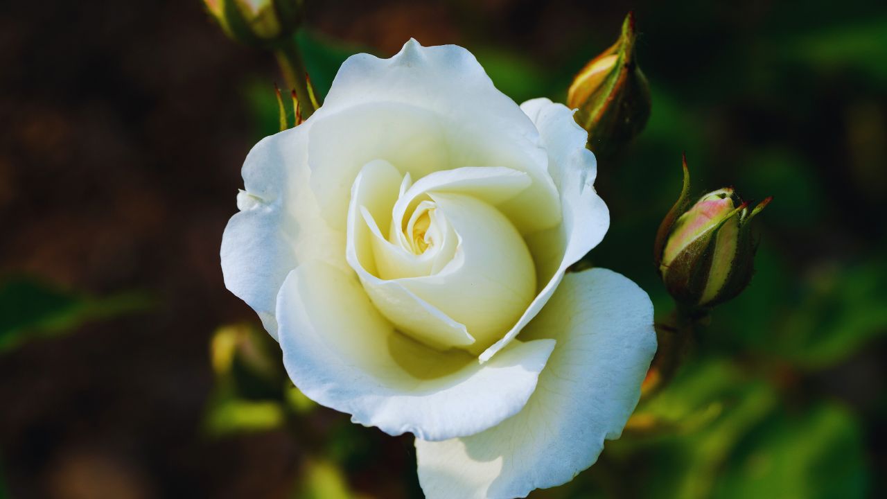 Poesia | As folhas da rosa-branca